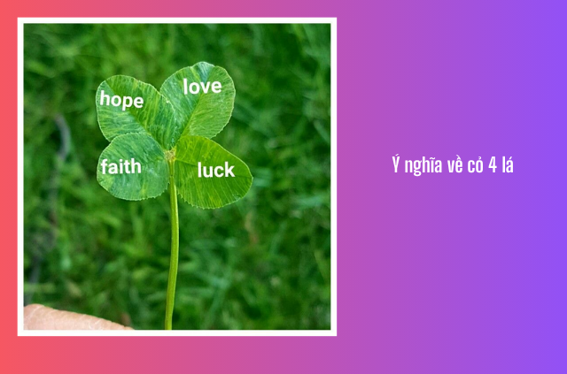 ý nghĩa cỏ 4 lá
